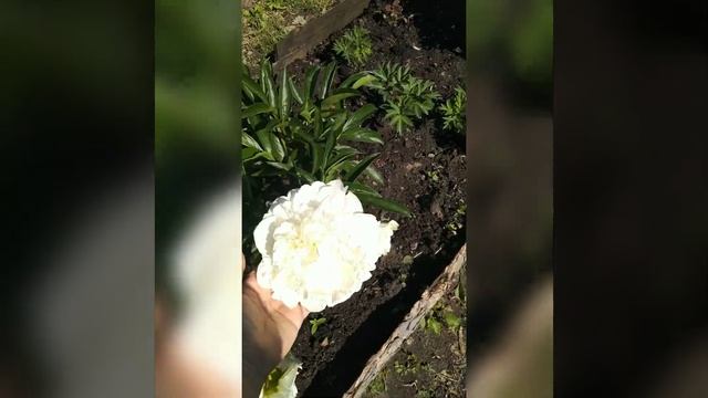 цветение пиона Луна над Барингтоном смотреть онлайн