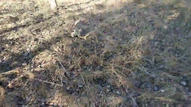 Случайно нашёл рога лося. Ноябрь 2019 смотреть онлайн