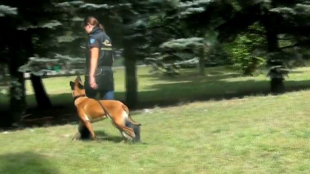 Obedience Training. Command "Heel" Off Leash смотреть онлайн