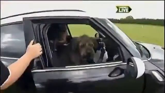 собаки умеют водить машину 2 (link on original in description) смотреть онлайн