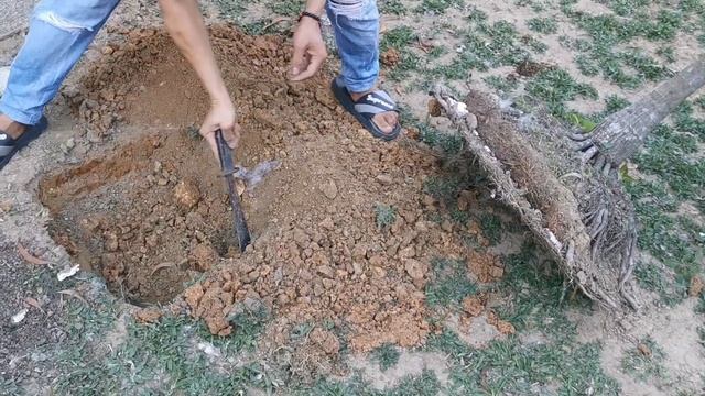 Simple Backyard Tour para sa mga Plantito at Plantita смотреть онлайн