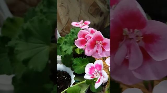 Пеларгонии PAC White Splach (Вайт сплеш), РАС Pink Mega Splash (Пинк Мега сплеш), Raspberry Eyes смотреть онлайн