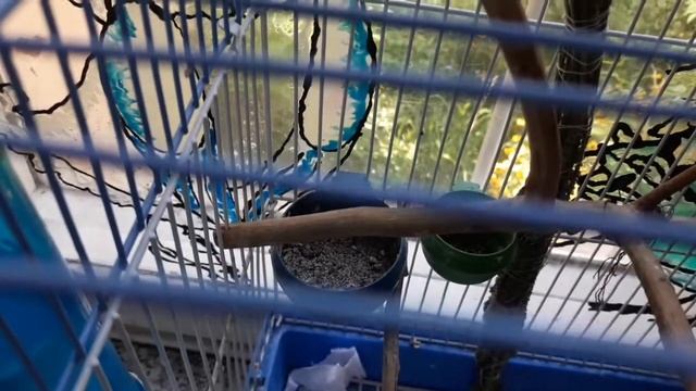 ?Зебровые амадины / обзор... смотреть онлайн