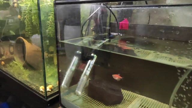 Стройка и восемь пар ТЕРНЕЦИИ на нерест... смотреть онлайн