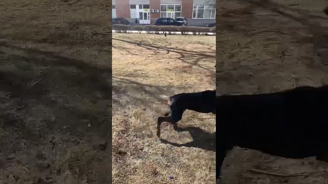Отзыв. Срочно!!! Сказали усыпить собаку смотреть онлайн