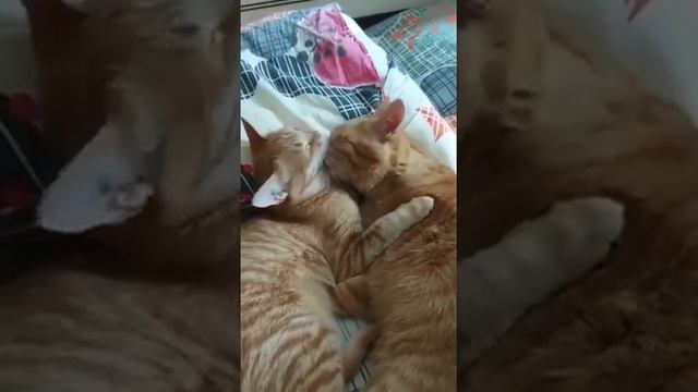 Конопушка дома смотреть онлайн