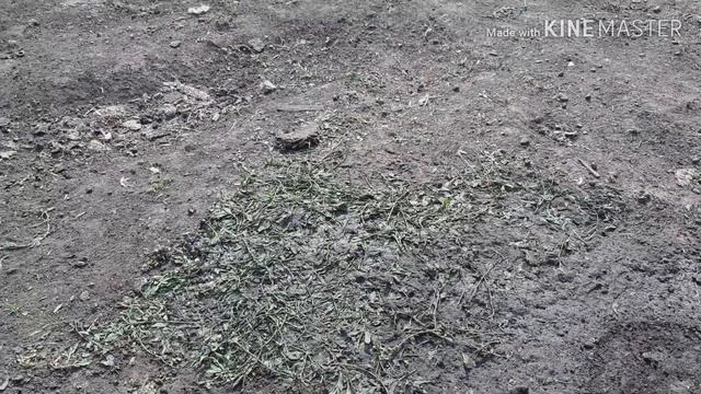 ОТКАЗАЛИСЬ ОТ КОМБИКОРМА. ЧЕМ КОРМИМ УТЯТ ??? смотреть онлайн