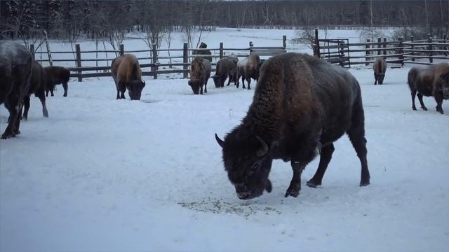 Якутия: шоковая заморозка людей. Рыбалка в -50. Республика Саха. Якутск