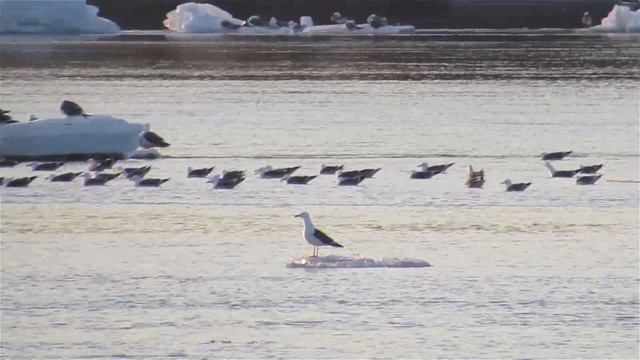 Чайки и Ледоход на Иртыше смотреть онлайн