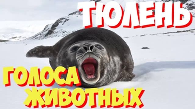 Учим голоса птиц и звуки животных. Звуки природы слушать онлайн ТЮЛЕНЬ смотреть онлайн