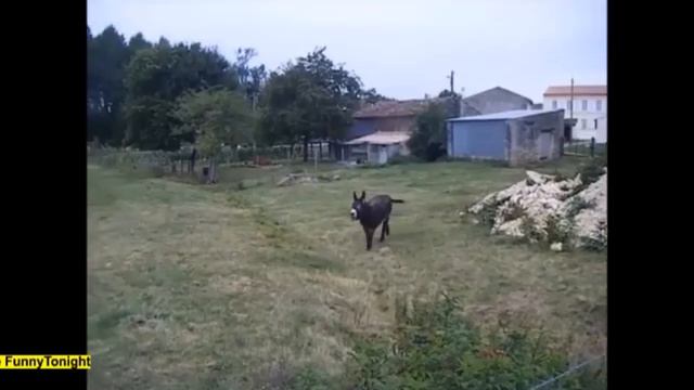 Funny Animal Mates, Cow Mating With Donkey, Cow Funny Video, BULL KA GHADI PAR DIL AA GIA MUST SEE смотреть онлайн