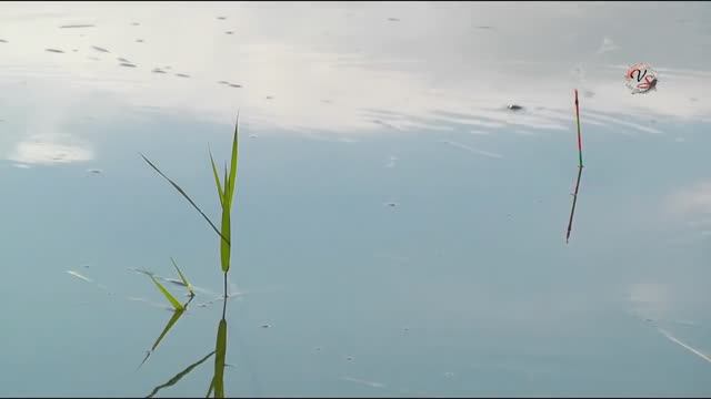 Реакция рыбы на Аквариумный корм Рыбалка Fishing angeln la pesca câu cá. на Озере в Адыгее (1) смотреть онлайн
