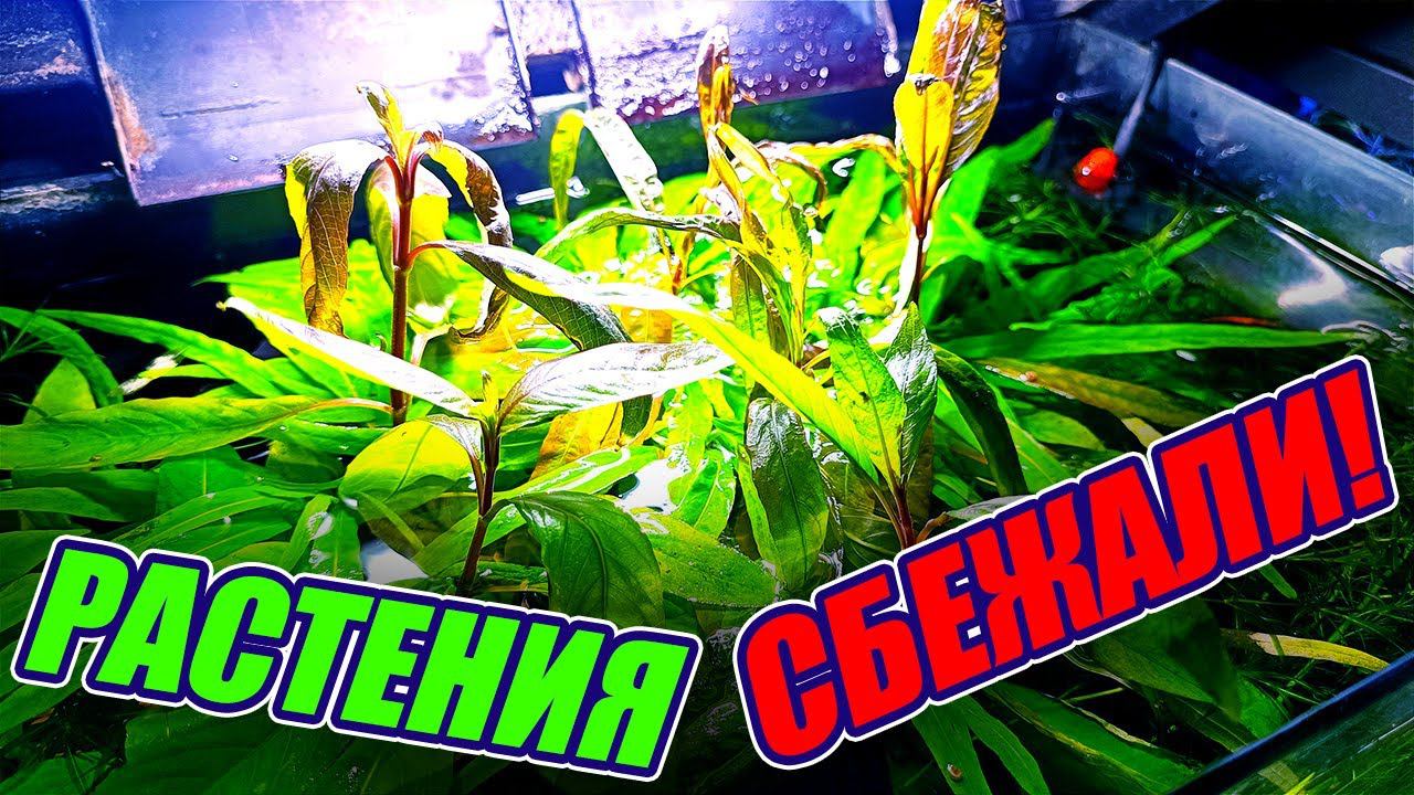 Растения СБЕЖАЛИ из аквариума! Возвращаем аквариумные растения в водную среду смотреть онлайн