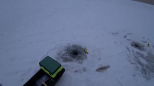 Рыбалка на берша. Началась метель. #тюлька #берш #пурга