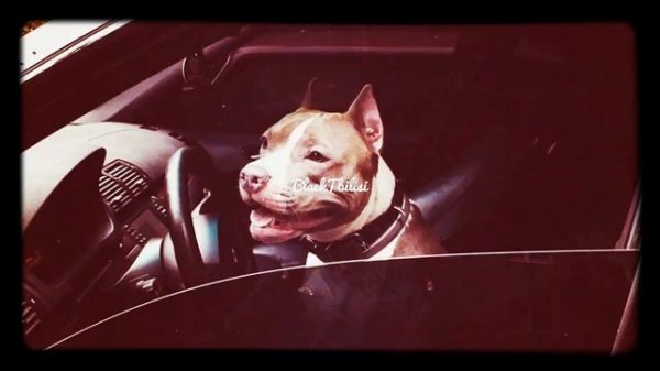 Metro Pro - Зарики