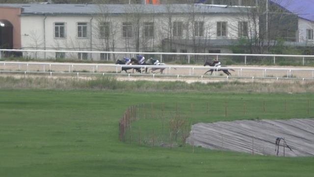 2.05.2019 - Приз Открытия на лошадях 3-х лет ахалтекинской породы - Оберег смотреть онлайн