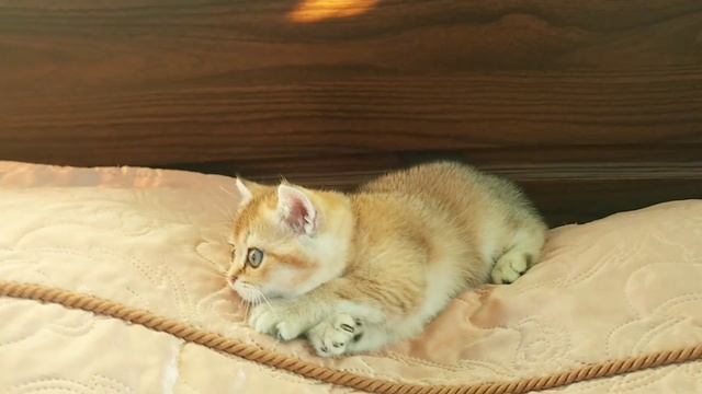 Девочка скоттиш страйт золотая шиншилла ny11 смотреть онлайн