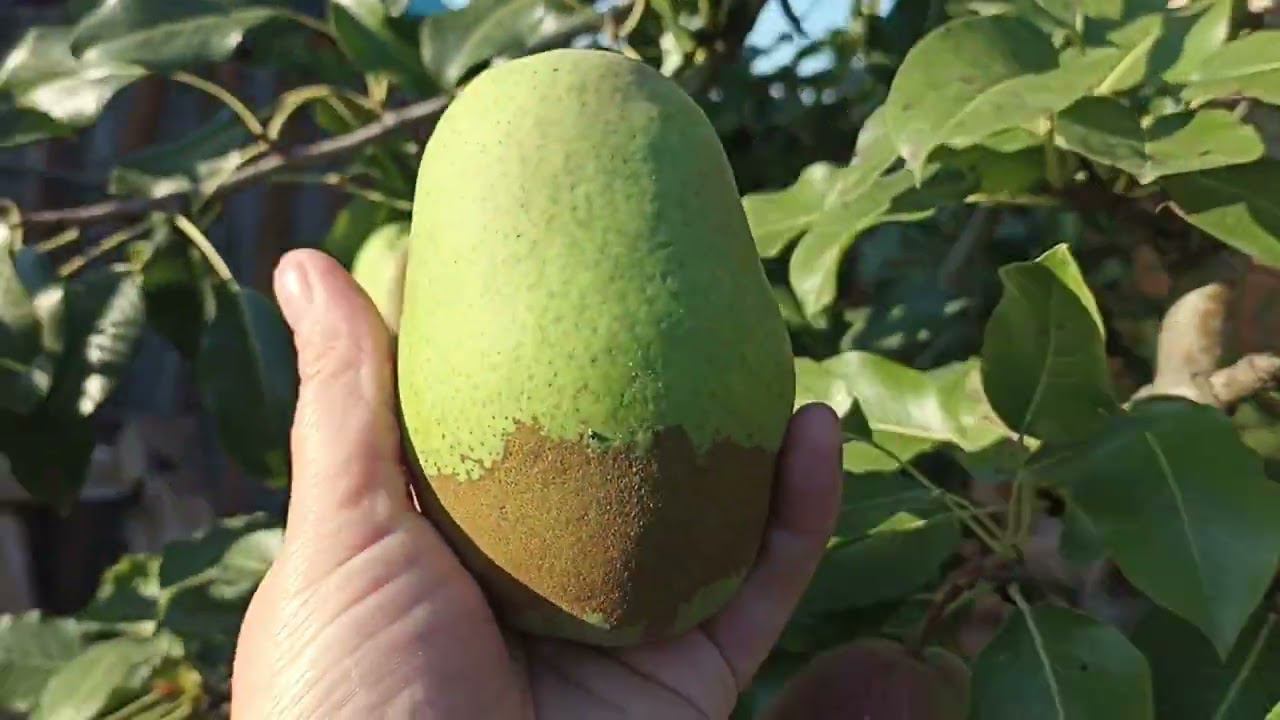 Начали падать груши смотреть онлайн