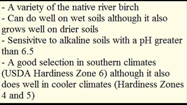 About Our Heritage Birch Tree Betula nigra 'Cully' Great For Moist Soils смотреть онлайн