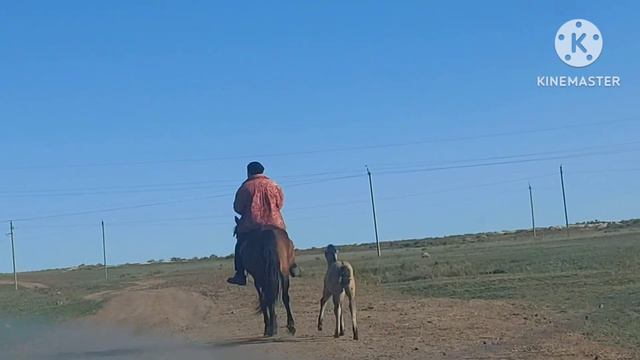 Жизнь в селе#Казахстан#Заложили семена.Гоним кобылу с жеребенком в табун. смотреть онлайн