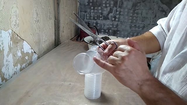 Посадка огурца семенами. Выращивание рассады в стаканах. Посадка в открытый грунт. Результат, ошибк смотреть онлайн