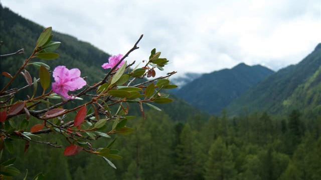 Синегорье Западных Саян смотреть онлайн