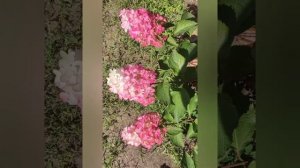 Гортензия метельчатая "Forever & Ever White/Red" и Fraise Melba в моем саду