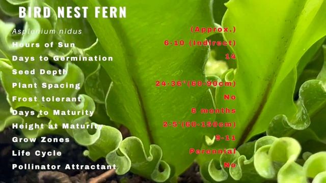 BIRDS NEST FERN Information & Growing Tips! (Asplenium nidus) смотреть онлайн
