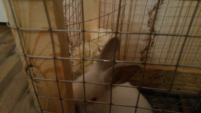 Калифорнийский кролик в квартире смотреть онлайн