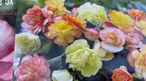 КЛУБНЕВЫЕ БЕГОНИИ ! Интересные Сорта-Новинки моей коллекции. Обзор Begonia Tubers