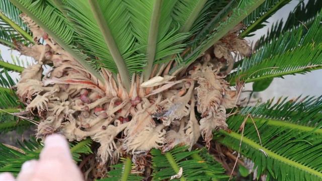 Queen Sago Palm - After the Bloom смотреть онлайн