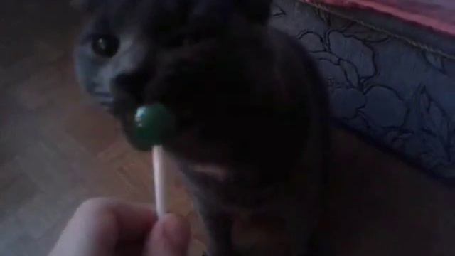 Моя кошка ест яблочный чупа-чупс!!!! смотреть онлайн
