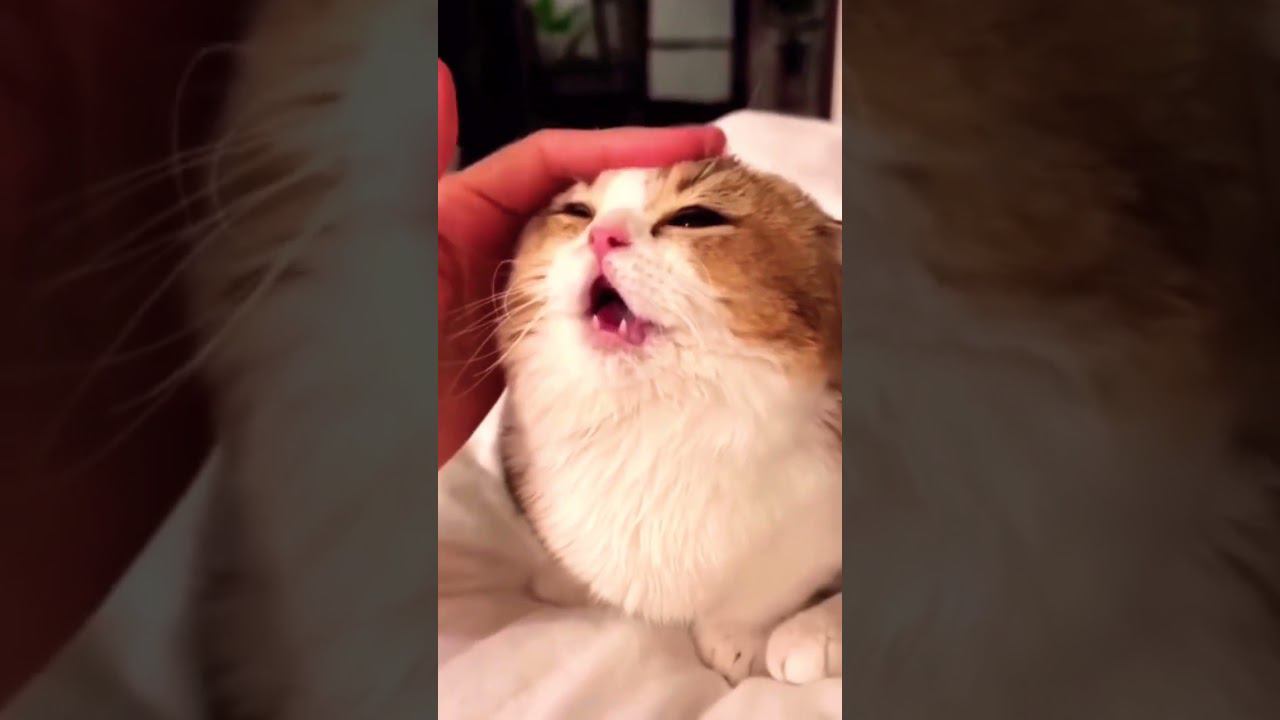 ▷Котик мурлычет как трактор◁ смотреть онлайн