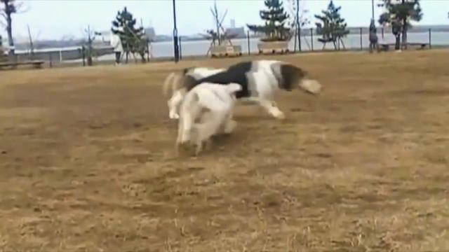 Basset Hound Petit basset griffon vendeen DADO DOGRUN смотреть онлайн