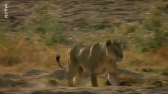 Im Königreich der mächtigen Löwin in Tansania. Hervorragende Nahaufnahmen des Rudels. смотреть онлайн