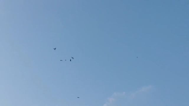 Бакинские мраморные и махачкалинские двухчубые бойные голуби Льва Горбунова г. Тольятти смотреть онлайн