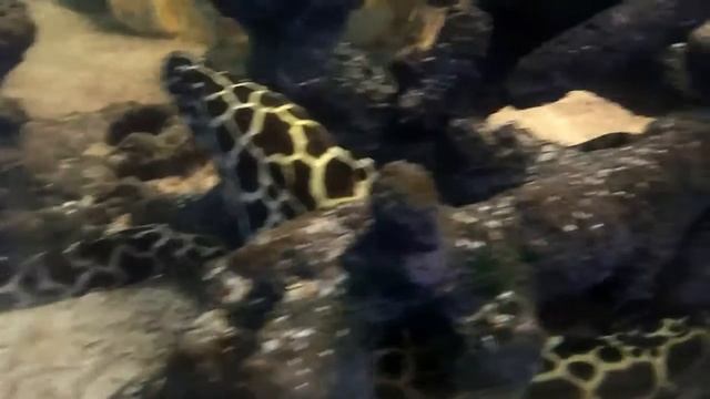 Fish word смотреть онлайн