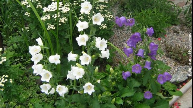 ❀ Цветы, которые можно посадить в июне семенами в открытый грунт смотреть онлайн