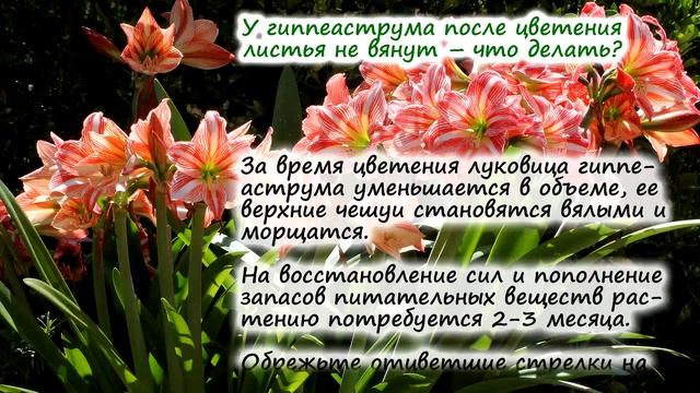 Гиппеаструм – частые вопросы: как разбудить и ускорить рост, что делать, если нет корней смотреть онлайн