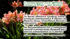 Гиппеаструм – частые вопросы: как разбудить и ускорить рост, что делать, если нет корней