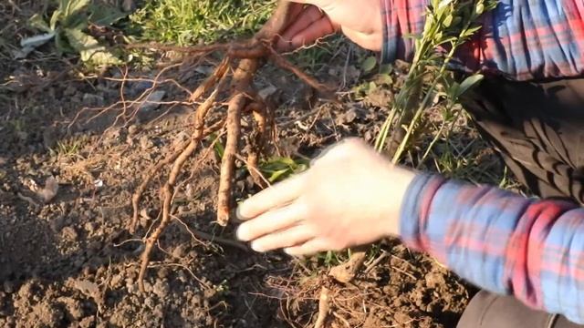 корневая саженца