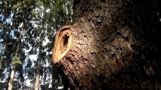 *бельчата на дереве смотреть онлайн