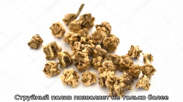 Когда сажать свеклу смотреть онлайн