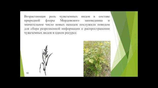 О создании базы данных о распространении чужеземных видов растений в Мордовском гос. заповеднике смотреть онлайн