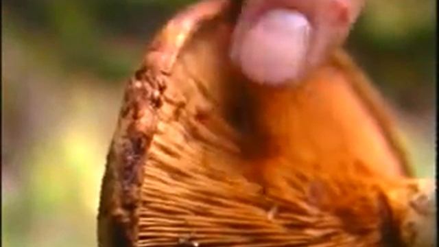 a53 Paxillus involutus смотреть онлайн