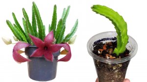 Размножение стапелии черенками