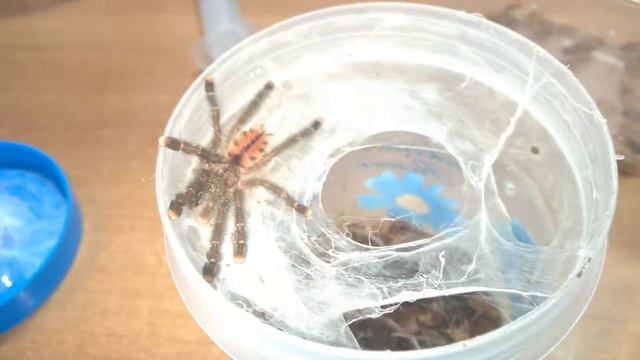 Avicularia sp Peru, Amazonas Purple смотреть онлайн