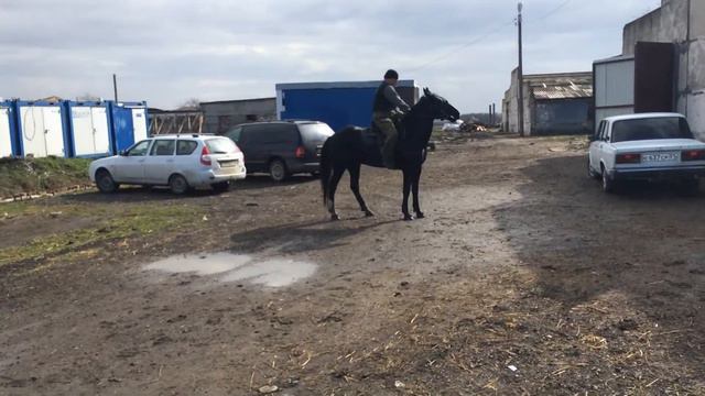 Кабардинский жеребец смотреть онлайн