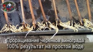 Проращивание черенков винограда, 100% результат на простой воде #ТриЭкоВиноградник