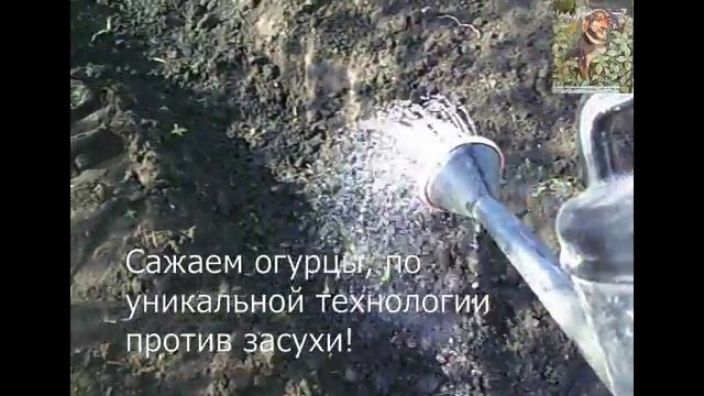 Уникальный метод посадки огурцов на даче смотреть онлайн